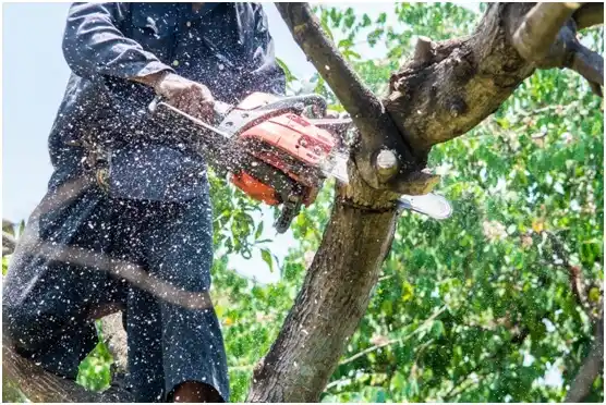 tree services Port Lavaca